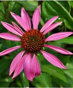 Ruby Star Coneflower Perennial - Echinacea Live Plant - Quart Pot - Outdoor - Image 1