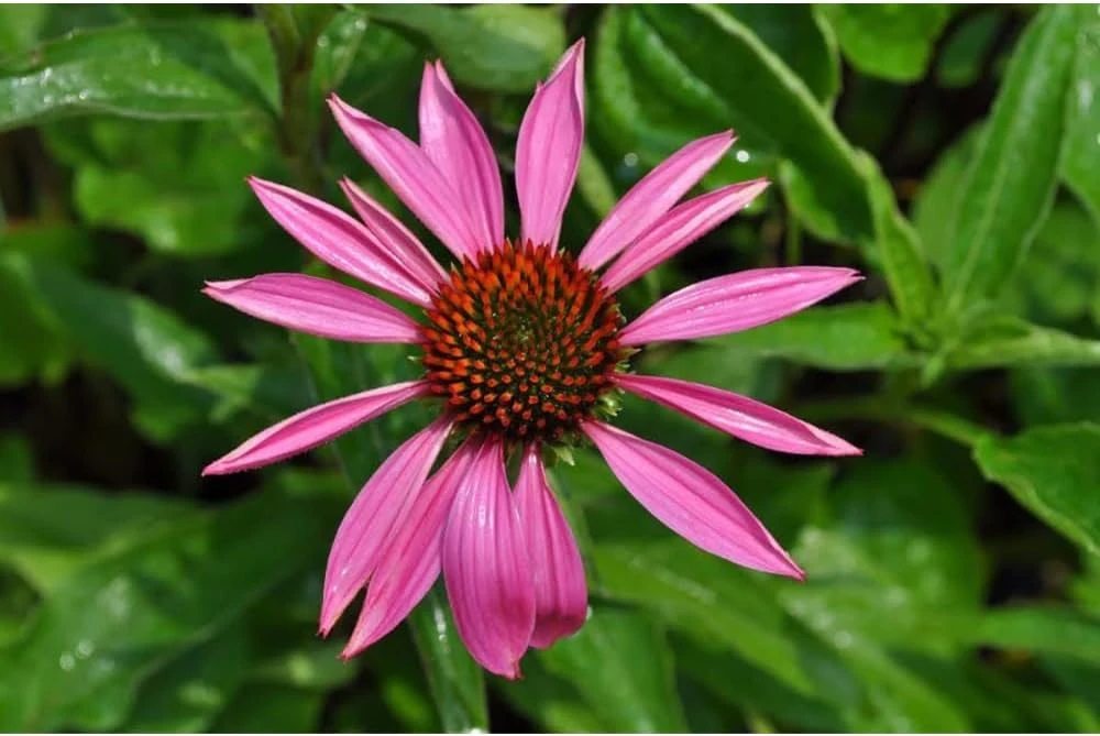 Ruby Star Coneflower Perennial - Echinacea Live Plant - Quart Pot - Outdoor - Image 1