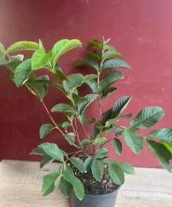 Ruby Supreme Guava Plant in 10" Pot, Jambu Batu, Psidium guajava, Pink Guava tree, No Ship to CA and HI, air layered - Image 2