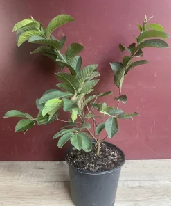 Ruby Supreme Guava Plant in 10