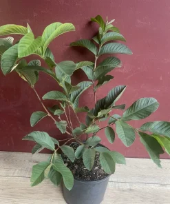 Ruby Supreme Guava Plant in 10