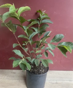 Ruby Supreme Guava Plant in 10