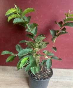 Ruby Supreme Guava Plant in 10