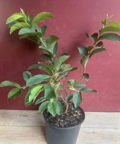 Ruby Supreme Guava Plant in 10