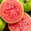 Ruby Supreme Guava Plant in 10" Pot, Jambu Batu, Psidium guajava, Pink Guava tree, No Ship to CA and HI, air layered - Image 1