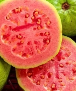Ruby Supreme Guava Plant in 10