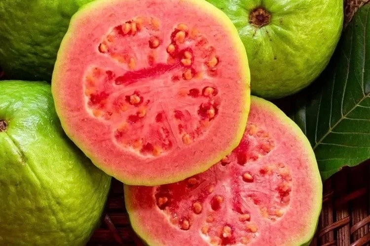 Ruby Supreme Guava Plant in 10" Pot, Jambu Batu, Psidium guajava, Pink Guava tree, No Ship to CA and HI, air layered - Image 1