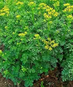 Rue Seeds 300+ Count - Heirloom Pest Repellent Medicinal Herb Seeds Outdoor - Image 2