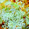 Rue Seeds 300+ Count - Heirloom Pest Repellent Medicinal Herb Seeds Outdoor - Image 1