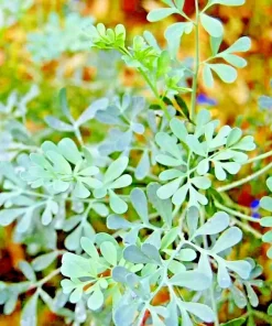 Rue Seeds 300+ Count - Heirloom Pest Repellent Medicinal Herb Seeds Outdoor - Image 1