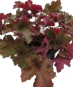 Ruffles Chocolate Coral Bells - Heuchera Live Plant - Gallon Pot - Shade Perennial - Image 2