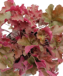 Ruffles Chocolate Coral Bells - Heuchera Live Plant - Gallon Pot - Shade Perennial - Image 3