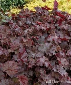 Ruffles Chocolate Coral Bells - Heuchera Live Plant - Gallon Pot - Shade Perennial - Image 4