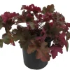 Ruffles Chocolate Coral Bells - Heuchera Live Plant - Gallon Pot - Shade Perennial - Image 1