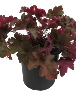Ruffles Chocolate Coral Bells - Heuchera Live Plant - Gallon Pot - Shade Perennial - Image 1