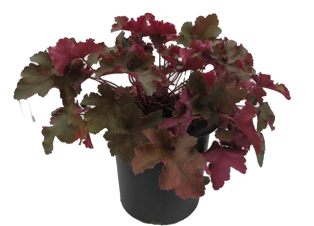 Ruffles Chocolate Coral Bells - Heuchera Live Plant - Gallon Pot - Shade Perennial - Image 1