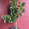 Russell Avocado Tree , Grafted in 3 Gallons Pot, No Ship to HI - Image 3