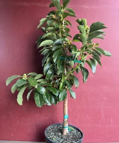 Russell Avocado Tree , Grafted in 3 Gallons Pot, No Ship to HI - Image 3