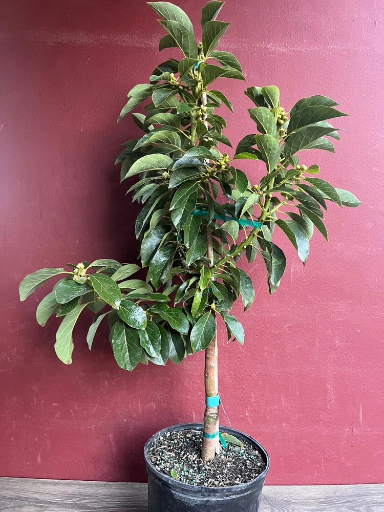 Russell Avocado Tree , Grafted in 3 Gallons Pot, No Ship to HI - Image 3