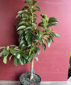 Russell Avocado Tree , Grafted in 3 Gallons Pot, No Ship to HI - Image 4