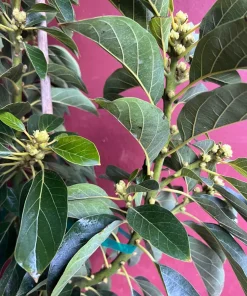 Russell Avocado Tree , Grafted in 3 Gallons Pot, No Ship to HI - Image 7