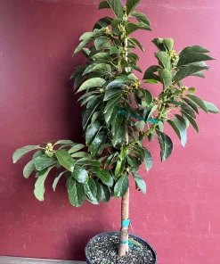 Russell Avocado Tree , Grafted in 3 Gallons Pot, No Ship to HI - Image 8