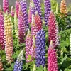 Russell Lupine Flower Seeds - 50+ Mixed Colors Perennial Garden Outdoor - Image 1