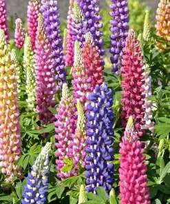 Russell Lupine Flower Seeds - 50+ Mixed Colors Perennial Garden Outdoor - Image 1