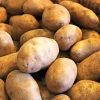 Russet Burbank Seed Potatoes 1lb - USDA Certified for Planting, Edible, Easy Grow - Image 1