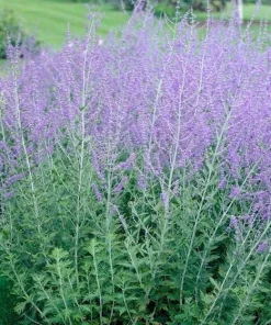 Russian Sage Live Plant Perovskia atriplicifolia - Flowering Perennial - 1 Gallon Pot - Outdoor - Image 2