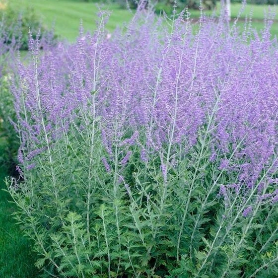 Russian Sage Live Plant Perovskia atriplicifolia - Flowering Perennial - 1 Gallon Pot - Outdoor - Image 2
