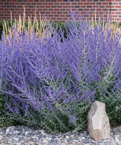 Russian Sage Live Plant Perovskia atriplicifolia - Flowering Perennial - 1 Gallon Pot - Outdoor - Image 3