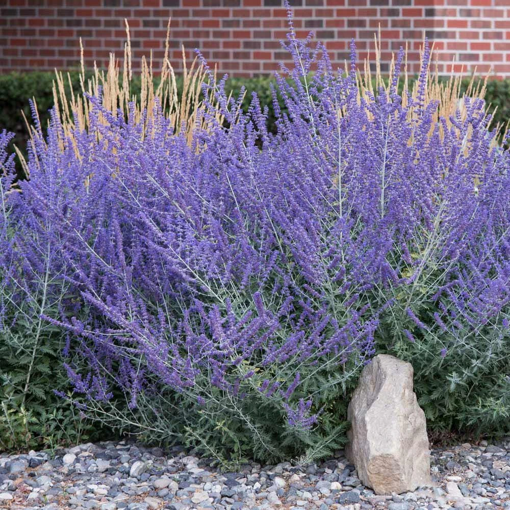 Russian Sage Live Plant Perovskia atriplicifolia - Flowering Perennial - 1 Gallon Pot - Outdoor - Image 3
