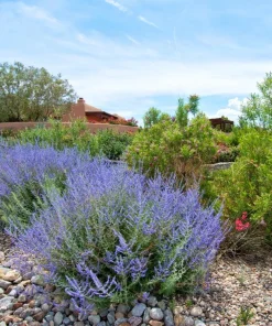 Russian Sage Live Plant Perovskia atriplicifolia - Flowering Perennial - 1 Gallon Pot - Outdoor - Image 4