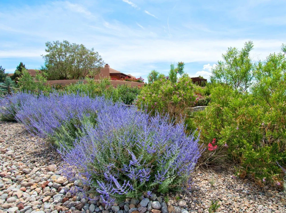 Russian Sage Live Plant Perovskia atriplicifolia - Flowering Perennial - 1 Gallon Pot - Outdoor - Image 4