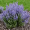 Russian Sage Live Plant Perovskia atriplicifolia - Flowering Perennial - 1 Gallon Pot - Outdoor - Image 1