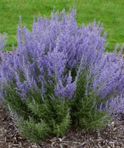 Russian Sage Live Plant Perovskia atriplicifolia - Flowering Perennial - 1 Gallon Pot - Outdoor - Image 1