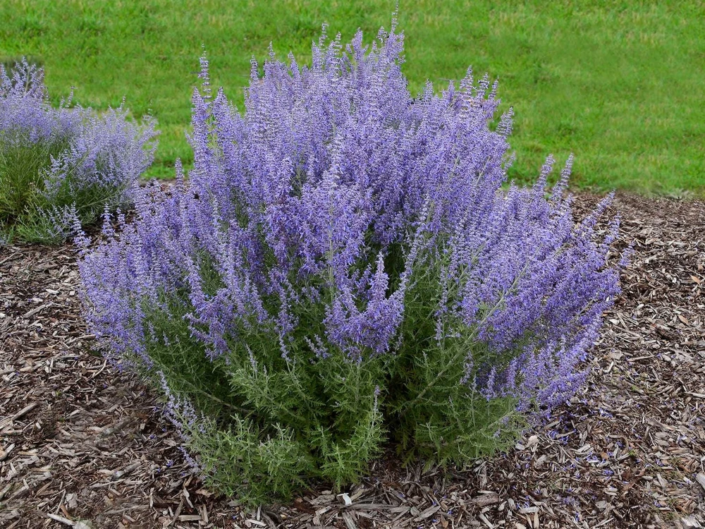 Russian Sage Live Plant Perovskia atriplicifolia - Flowering Perennial - 1 Gallon Pot - Outdoor - Image 1