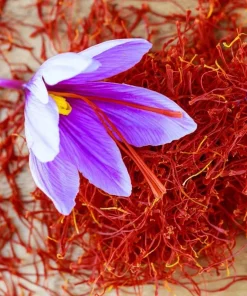 Saffron Autumn Crocus Seeds (Crocus sativus) - 50 Seeds - Fall Blooming Purple Flower - Indoor & Outdoor - Image 2