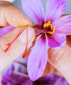 Saffron Autumn Crocus Seeds (Crocus sativus) - 50 Seeds - Fall Blooming Purple - Image 3