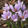 Saffron Autumn Crocus Seeds (Crocus sativus) - 50 Seeds - Fall Blooming Purple Flower - Indoor & Outdoor - Image 1