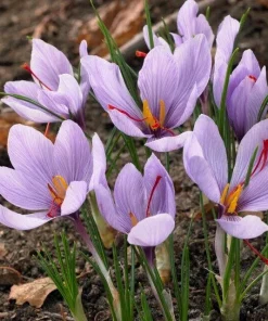 Saffron Autumn Crocus Seeds (Crocus sativus) - 50 Seeds - Fall Blooming Purple Flower - Indoor & Outdoor - Image 1