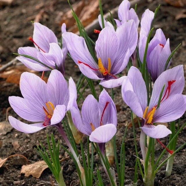 Saffron Autumn Crocus Seeds (Crocus sativus) - 50 Seeds - Fall Blooming Purple Flower - Indoor & Outdoor - Image 1