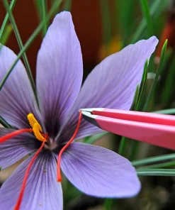 Saffron Crocus Bulbs - 100 Pack - Crocus Sativus - Fall Blooming with Bulb Food - Image 2