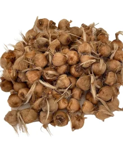 Saffron Crocus Bulbs - 100 Pack - Crocus Sativus - Fall Blooming with Bulb Food - Image 1