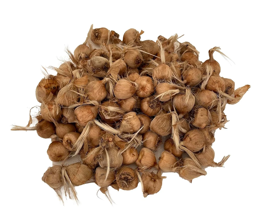 Saffron Crocus Bulbs - 100 Pack - Crocus Sativus - Fall Blooming with Bulb Food - Image 1