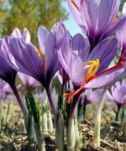Saffron Crocus Bulbs - 500 Count - Crocus Sativus + Bulb Food - Fall Blooming - Image 3