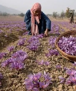 Saffron Crocus Bulbs - 500 Count - Crocus Sativus + Bulb Food - Fall Blooming - Image 4