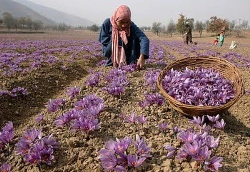 Saffron Crocus Bulbs - 500 Count - Crocus Sativus + Bulb Food - Fall Blooming - Image 4