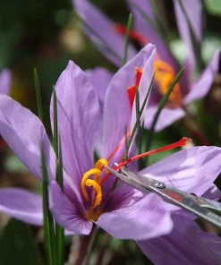 Saffron Crocus Bulbs - 500 Count - Crocus Sativus + Bulb Food - Fall Blooming - Image 6
